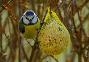Saako taloyhtiöissä ruokkia lintuja talvisin?