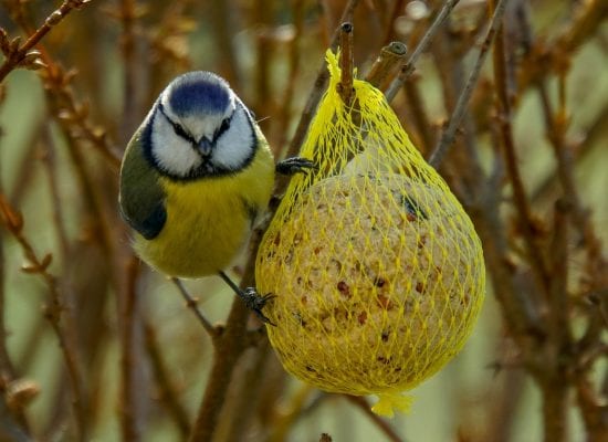 Saako taloyhtiöissä ruokkia lintuja talvisin?